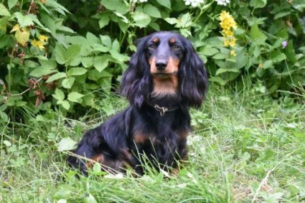 Am 23.05. wurde Theklas (kam vor zwei Jahren zu uns)