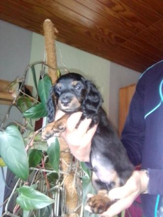 Am 23.05. wurde Theklas (kam vor zwei Jahren zu uns)