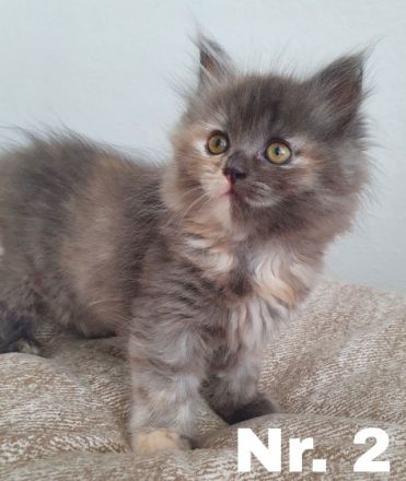 Hallo ihr lieben, diese beiden weiblichen Kitten suchen