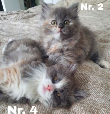 Hallo ihr lieben, diese beiden weiblichen Kitten suchen