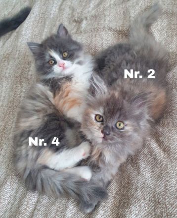 Hallo ihr lieben, diese beiden weiblichen Kitten suchen