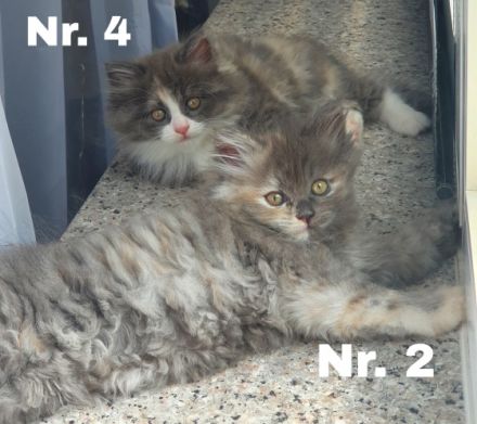 Hallo ihr lieben, diese beiden weiblichen Kitten suchen