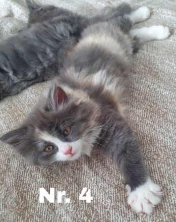 Hallo ihr lieben, diese beiden weiblichen Kitten suchen