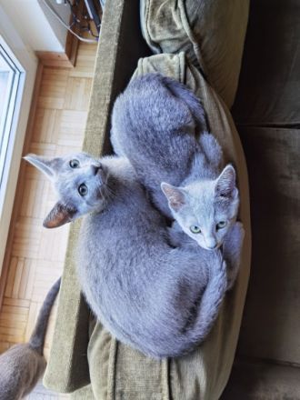 Meine süße Katze hat 2 wunderschöne Kitten bekommen die