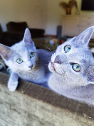 Meine süße Katze hat 2 wunderschöne Kitten bekommen die