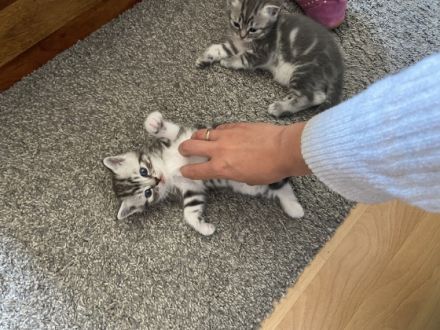 Unsere Katze hat am 19.04.2022 drei niedliche Kitten