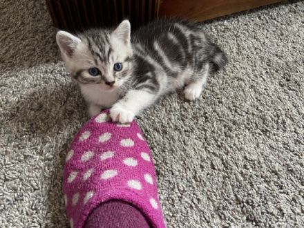 Unsere Katze hat am 19.04.2022 drei niedliche Kitten