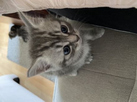 Unsere Katze hat am 19.04.2022 drei niedliche Kitten