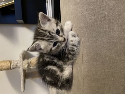 Unsere Katze hat am 19.04.2022 drei niedliche Kitten