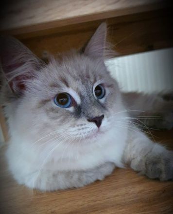 Neva Masquarade Katzenbaby Reinrassige Sibirische Neva