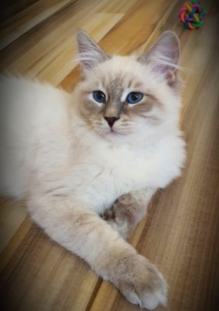 Neva Masquarade Katzenbaby Reinrassige Sibirische Neva