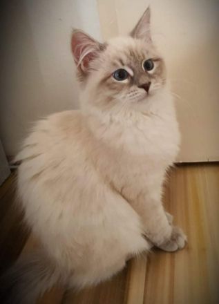 Neva Masquarade Katzenbaby Reinrassige Sibirische Neva