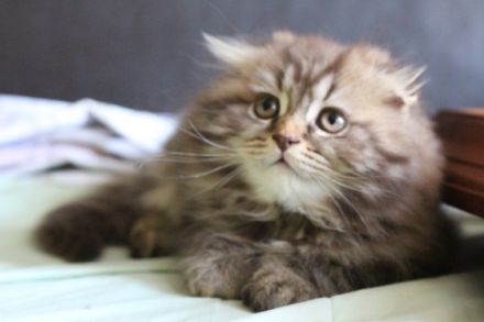 Unser süßer Kater suchet ein neues schönes zu Hause :)