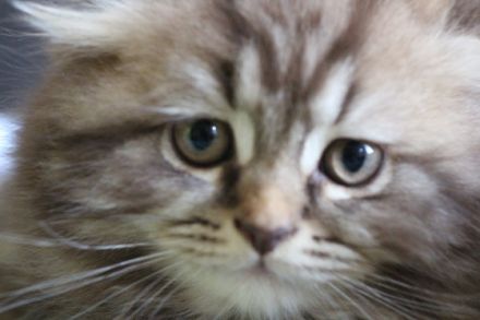 Unser süßer Kater suchet ein neues schönes zu Hause :)