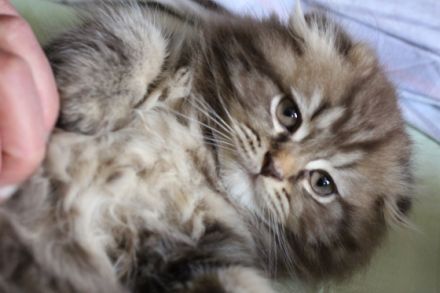 Unser süßer Kater suchet ein neues schönes zu Hause :)