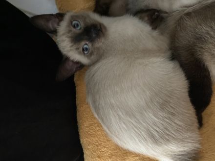 Die Katzen sind beide schon sehr zutraulich, fressen