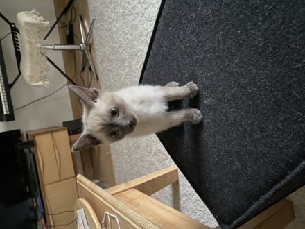 Die Katzen sind beide schon sehr zutraulich, fressen