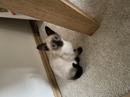 Die Katzen sind beide schon sehr zutraulich, fressen