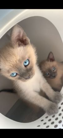 Die Katzen sind beide schon sehr zutraulich, fressen