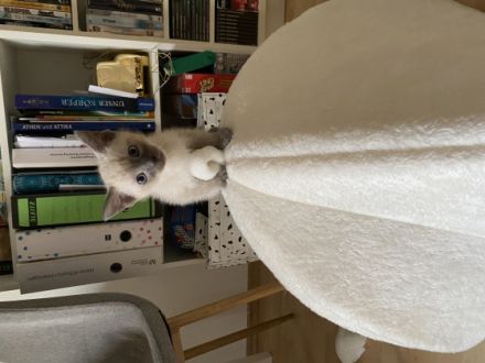 Die Katzen sind beide schon sehr zutraulich, fressen