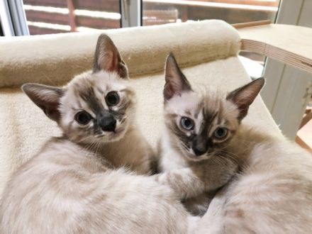 Unsere Lucy reinrassige Bengalin, seal silver lynx