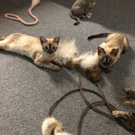 Unsere Lucy reinrassige Bengalin, seal silver lynx