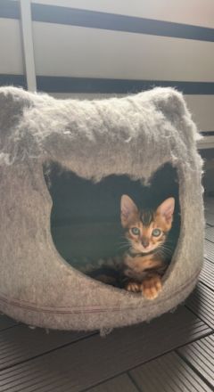 Hallo Meine Katze Zazu hat am 26.03.22. vier gesunde