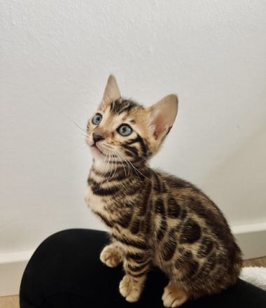 Hallo Meine Katze Zazu hat am 26.03.22. vier gesunde