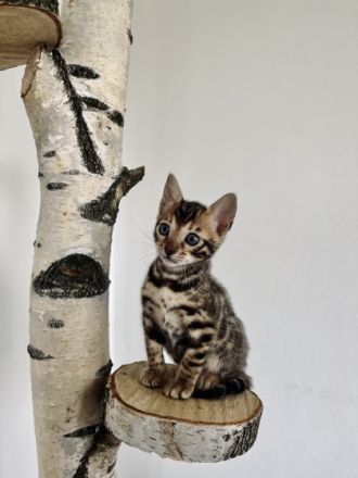 Hallo Meine Katze Zazu hat am 26.03.22. vier gesunde