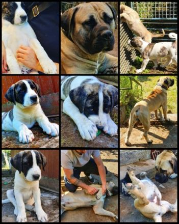 Der Boerboel ist ein südafrikanischer Bauernhund vom