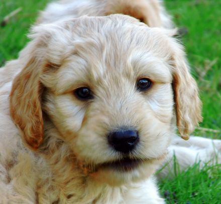 Labradoodle