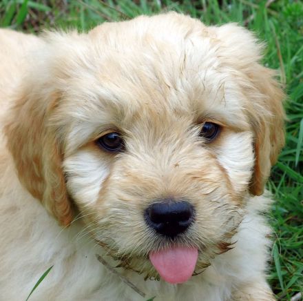 Labradoodle
