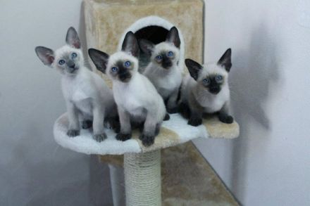 Hallo, wir sind reinrassige wunderschöne gesunde