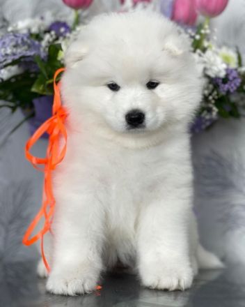 Unsere schöne Hündin hat im März wunderschöne Welpen