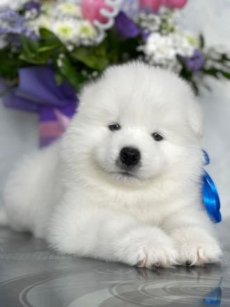 Unsere schöne Hündin hat im März wunderschöne Welpen