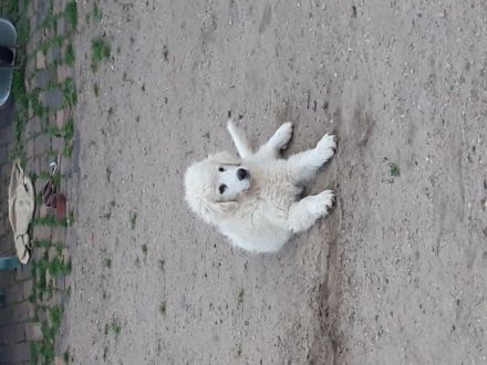 Verkaufe Pyrenäenberghund Welpen. Die Welpen sind 13