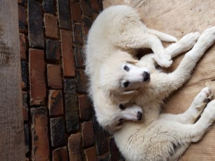 Verkaufe Pyrenäenberghund Welpen. Die Welpen sind 13