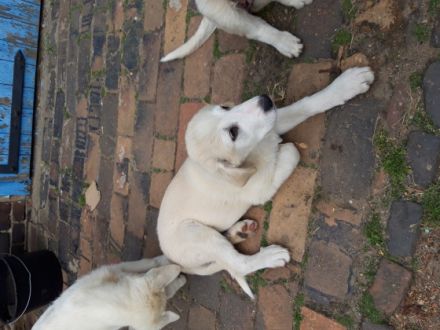 Verkaufe Pyrenäenberghund Welpen. Die Welpen sind 13