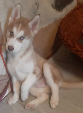 Guten Tag Unsere reinrassige Sibierien Husky Hündin hat