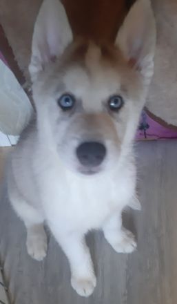 Guten Tag Unsere reinrassige Sibierien Husky Hündin hat