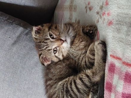 Unsere Spssen, geboren am 26.04.22 dürfen in neue