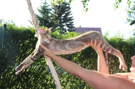 Willkommen in unserer professionellen Orientalisch