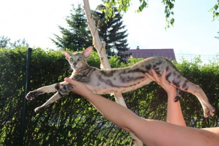 Willkommen in unserer professionellen Orientalisch