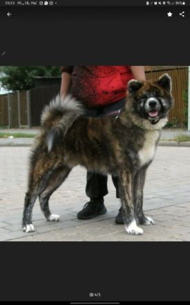 Jinsai, Aufgrund von Zucht Verkleinerung und privaten