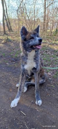 Jinsai, Aufgrund von Zucht Verkleinerung und privaten