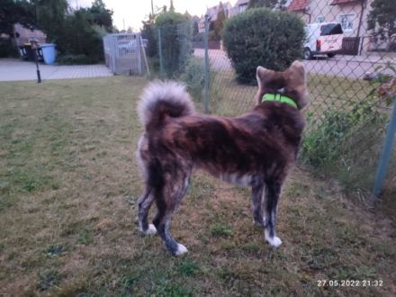 Jinsai, Aufgrund von Zucht Verkleinerung und privaten