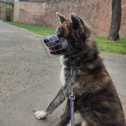 Jinsai, Aufgrund von Zucht Verkleinerung und privaten