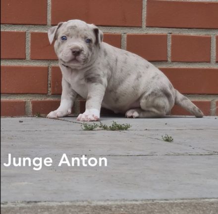 Liebe Bullyfreunde herzlich willkommen! Am 05.05.2022