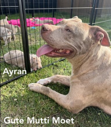 Liebe Bullyfreunde herzlich willkommen! Am 05.05.2022