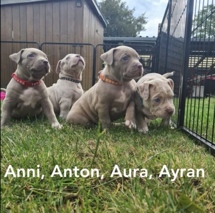 Liebe Bullyfreunde herzlich willkommen! Am 05.05.2022